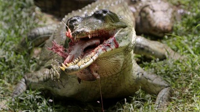 Indian Crocodile